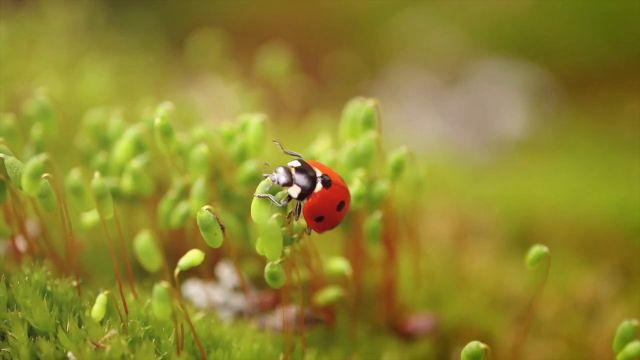 JoyRide – Protocol 002 – Abstinence